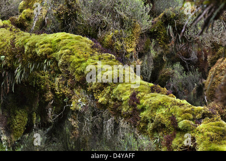 Erika forest in the valley Mobuku, Ruwenzori, Uganda. Stock Photo