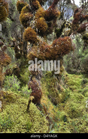 Erika forest in the valley Mobuku, Ruwenzori, Uganda. Stock Photo