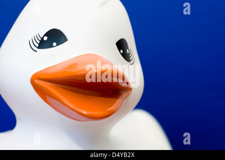 A white rubber duck isolated on a dark blue background Stock Photo