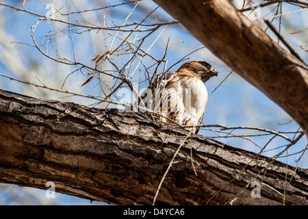 March 19, 2013 - Sierra Vista, Arizona, U.S - A Red-Tailed Hawk perches on a cottonwood tree after a meal in the San Pedro Riparian Area in Sierra Vista, Ariz.  The San Pedro River is one of the last free-flowing rivers in the American Southwest, and may be threatened by development in the town 70 miles southeast of Tucson, Ariz. (Credit Image: © Will Seberger/ZUMAPRESS.com) Stock Photo