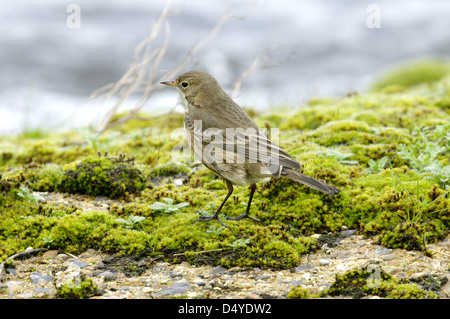 Buff-bellied Pipit  (Anthus rubescens) (or American Pipit) Stock Photo
