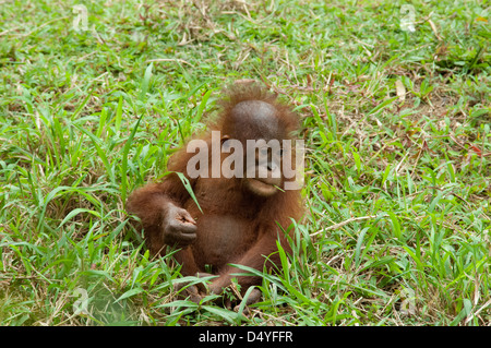 Malaysia, Island of Borneo, Sabah, Kota Kinabalu, Lok Kawi Wildlife Park. Baby Bornean Orangutan. Stock Photo