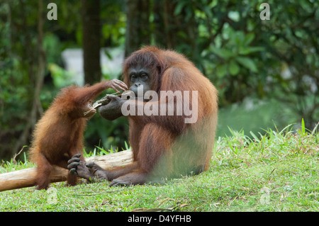 Malaysia, Borneo, Sabah, Kota Kinabalu, Lok Kawi Wildlife Park. Bornean Orangutans. Adult interacting with baby. Stock Photo