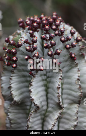 Cactus Stock Photo