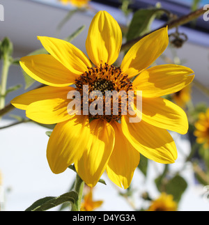 Bright yellow   annual sunflower  plant with seeds about to be formed in the centre  useful as a health  food supplement. Stock Photo