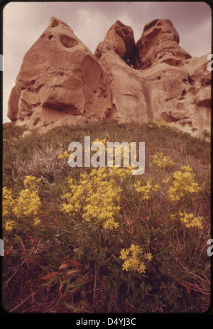 Flowers and rock formations at the Roy Fly ranch in Sarpy Basin, 06/1973 Stock Photo