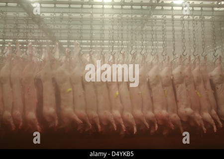 Pig carcasses hanging in an abattoir's chiller Stock Photo