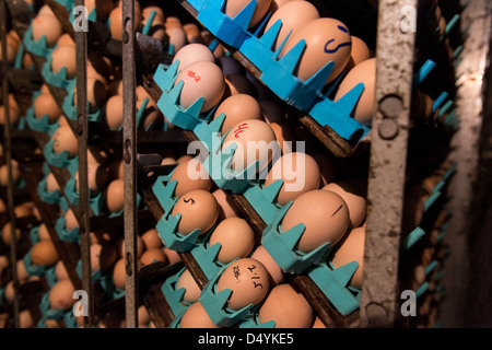 Eggs from a breeder wait to be placed in an incubator at a hatchery in, Delaware on March 1, 2013. Stock Photo