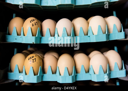 Eggs from a breeder wait to be placed in an incubator at a hatchery in Delaware on March 1, 2013. Stock Photo