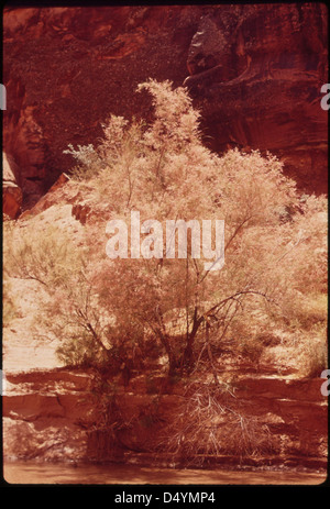 Tamarisk tree beside the Escalante River, 05/1972. Stock Photo