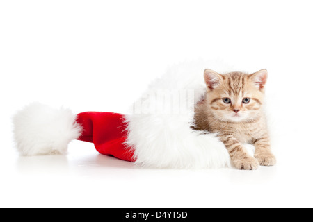 little cat in a santa claus hat on a white background Stock Photo