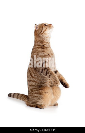 side view of Scottish tabby-cat, isolated on white Stock Photo