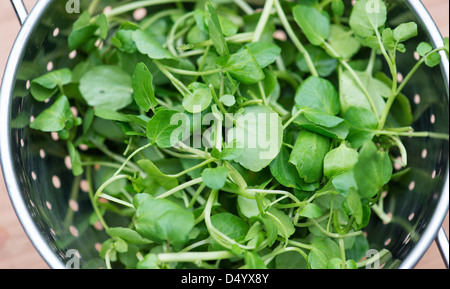 Watercress in a colander Stock Photo