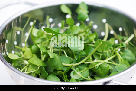 Watercress in a colander Stock Photo