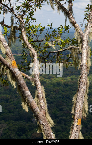 Lichens and mosses growing on tree branches, 300m. or 950 ft. on the summit of Turtle Mountain. Iwokrama forest below. Guyana. South America. Stock Photo