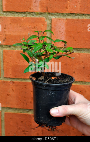 Chilean Guava (Myrtus ugni) Plant Stock Photo