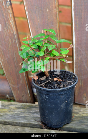 Chilean Guava (Myrtus ugni) Plant Stock Photo