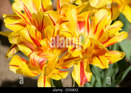 Tulipa Monsella (Double Early Tulip in spring bloom in a public park in Tallinn, Estonia, Baltic States Stock Photo