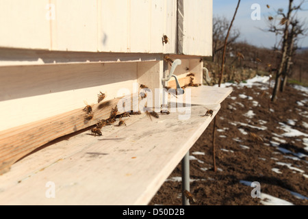 Flying European honey bees (Apis mellifera) aproaching bee hive entrance on early spring day. Location Male Karpaty, Slovakia. Stock Photo