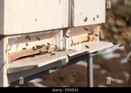 Flying European honey bees (Apis mellifera) aproaching bee hive entrance on early spring day. Location Male Karpaty, Slovakia. Stock Photo