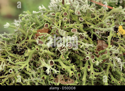 https://www.alamy.com/stock-photo-texture-of-moss-lichen-sphagnum-fallax-54714626.html