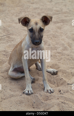 Domestic Village 'Bush Dog' (Canis lupus familiaris). Here in Guyana. Free ranging dogs of mongrel ancestry. Stock Photo