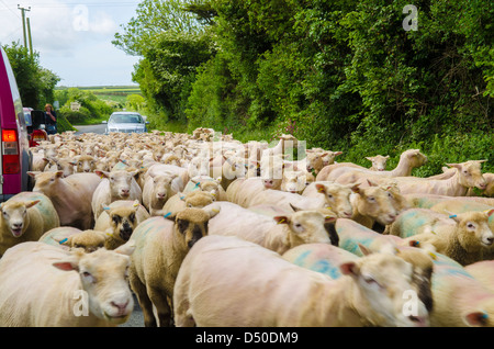 Sheep being herded along a country lane in Cornwall, England. Stock Photo