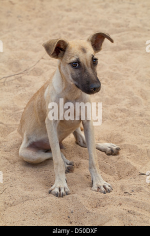 Domestic Village 'Bush Dog' (Canis lupus familiaris). Here in Guyana. Free ranging dog of mongrel ancestry. Stock Photo