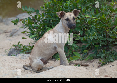 Domestic Village 'Bush Dog' (Canis lupus familiaris). Here in Guyana. Free ranging dog of mongrel ancestry. Stock Photo