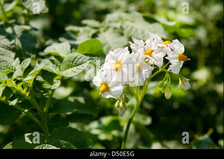 potato white flowers on stalk close-up Stock Photo