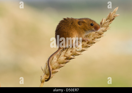 Harvest Mouse (Micromys minutus) on ear of wheat Stock Photo