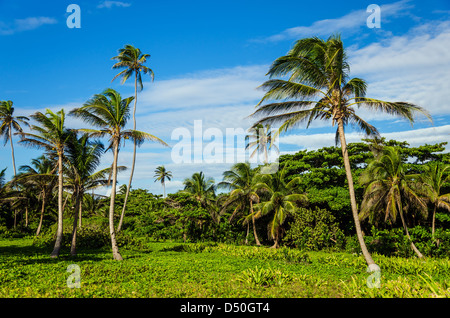 Green tropical clearing with palm trees in San Andres, Colombia Stock Photo