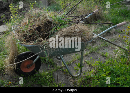 Wheelbarrow filled with green garden waste. Stock Photo