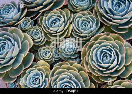 dense cluster of Echeveria plants Stock Photo