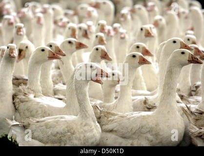 A file picture dated 30 October 2007 shows Christmas geese in Wermsdorf, Germany, 29 November 2010. About 145 000 geese are kept this season for St Martins and Christmas. A goose of German origin costs between 7 and 14 Euro. If it is bought fresh from the farm, a price of 11 to 12 Euro is common. Photo: Waltraud Grubitzsch Stock Photo