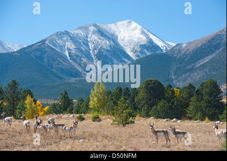 A herd of pronghorn antelope are photographed at the base of Mount Princeton. Stock Photo