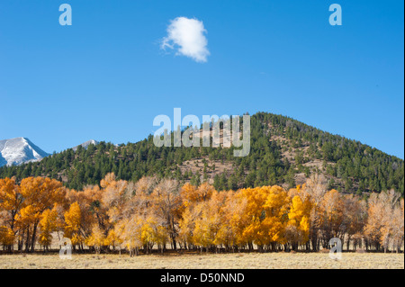 A mountainside full of evergreens with a dusting of snow on the mountain in the background complete this autumn image. Stock Photo