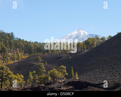 View of Teide with volcanic sand, rocks and canary pine trees, from a footpath in the natural park in Tenerife Spain Stock Photo