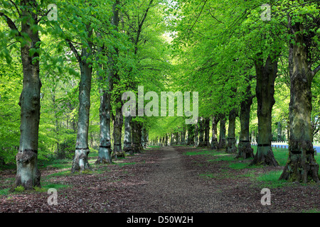 Spring Green, Common Lime Tree Avenue (Tilia x vulgaris), Clumber Park, Nottinghamshire, England, Britain, UK, Stock Photo