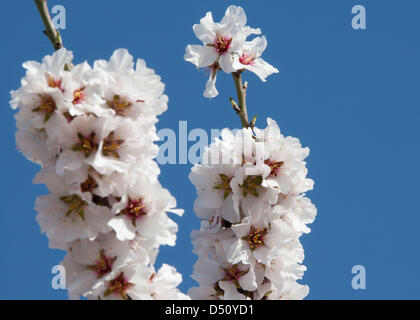 March 4, 2013 - Modesto, CA, USA - Almond blossoms such as these in Stanislaus County have been covering the central California valley over the past few weeks giving the valley a blanket of white trees. (Credit Image: © Marty Bicek/ZUMAPRESS.com) Stock Photo