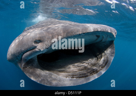 whale shark, rhincodon typus, wide open mouth while feeding on plancton near surface at Isla Mujeres Mexico Stock Photo