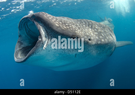 whale shark, rhincodon typus, wide open mouth while feeding on plancton near surface at Isla Mujeres Mexico Stock Photo