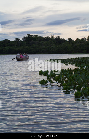 Eco-tourists with a local Amerindian Guide paddling in a dugout canoe around an ox-bow lake deviating from the River Rewa. Stock Photo