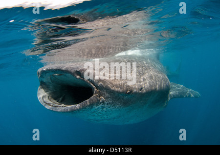 whale shark, rhincodon typus, wide open mouth while feeding on plancton near surface at Isla Mujeres Mexico Stock Photo