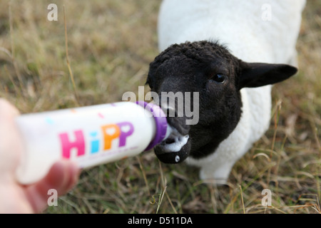 New Kätwin, Germany, young Dorperschaf is raised with the bottle Stock Photo