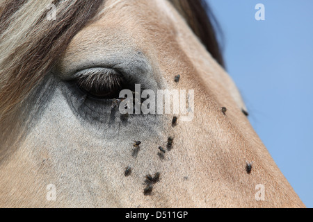 New Kätwin, Germany, fly the head of a fjord horse Stock Photo