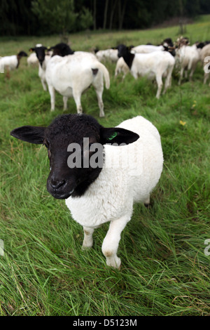 New Kätwin, Germany, young Dorperschaf on a pasture Stock Photo