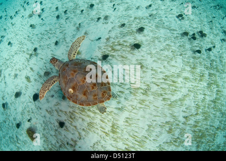 Green sea turtle, Chelonia mydas, swimming on sea grass bed in Akumal bay, Mexico Stock Photo