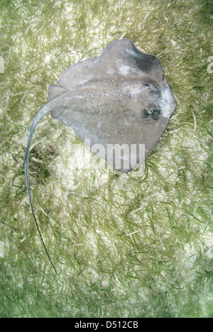 southern stingray, Dasyatis americana swimming on sea grassd in Akumal Mexico Caribbean sea Stock Photo