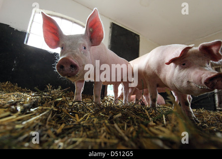 Resplendent village, Germany, Biofleischproduktion, sow and piglets in a pen Stock Photo